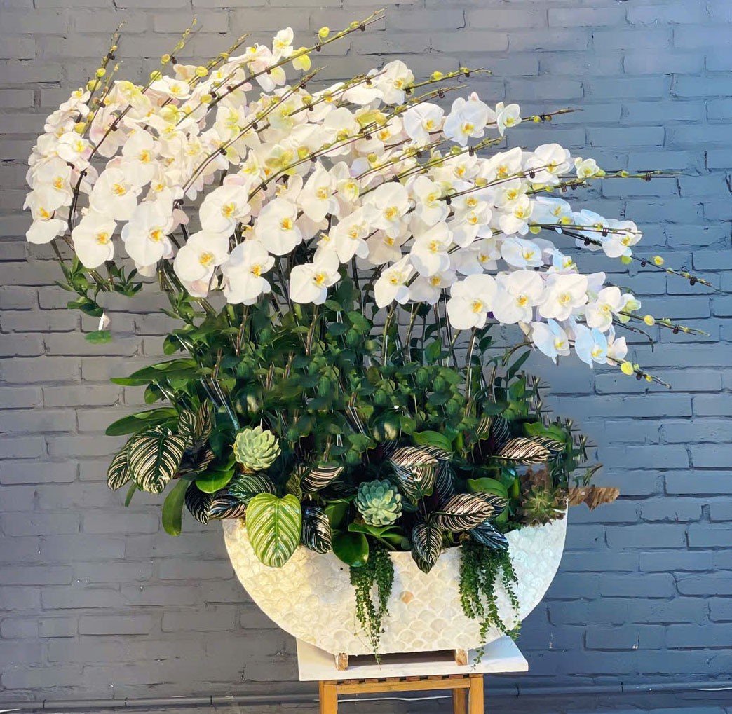 Hoa lan hồ điệp -712